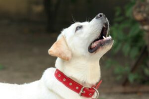 Scopri di più sull'articolo Il Miglior Collare per Cani: Guida Completa per Scegliere il Collare Perfetto