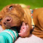 I migliori giochi per cani: divertimento assicurato per il tuo amico a quattro zampe