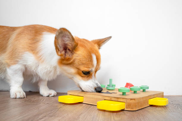 giochi per cani
