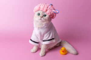 Scopri di più sull'articolo Cura del gatto: i migliori prodotti per l’igiene felina