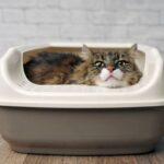 Le migliori toilette per gatti: una guida all’acquisto per il comfort del tuo felino