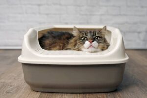 Scopri di più sull'articolo Le migliori toilette per gatti: una guida all’acquisto per il comfort del tuo felino